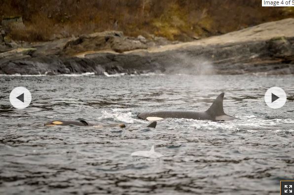 پس از ۱۵ دقیقه تلاش، بچه نهنگ توانست خودش شنا کند.